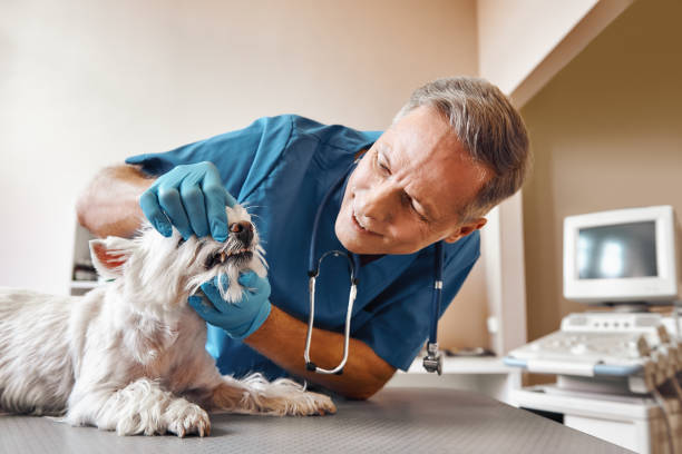 Best Emergency Denture Repair in Magee, MS